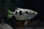 Seven-spot archerfish