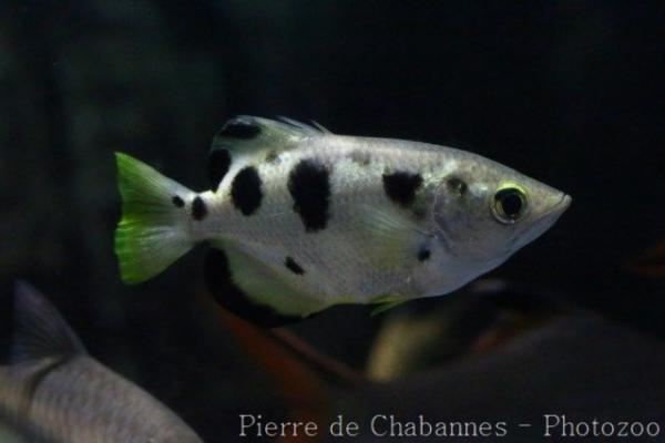 Seven-spot archerfish