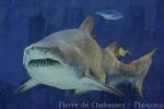 Sand tiger shark