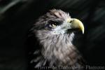 White-tailed sea-eagle