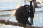 Skywalker hoolock gibbon