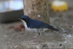 Siberian blue robin