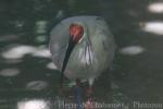 Asian crested ibis