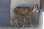 Darwin's argali