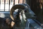 Tibetan argali