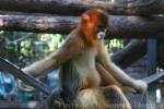 Golden snub-nosed monkey