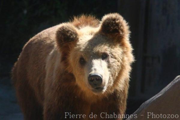 Ussuri brown bear