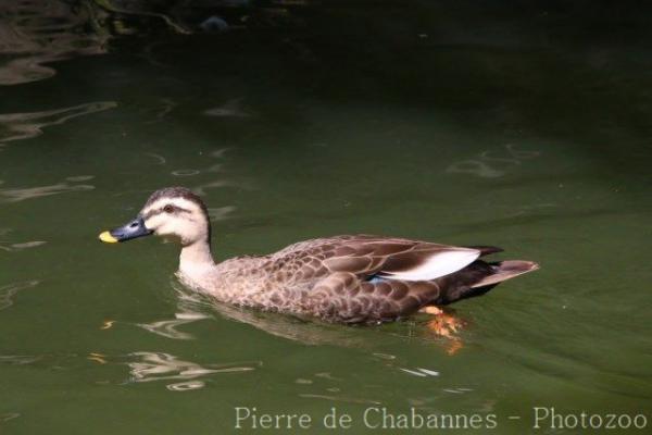 Chinese spot-billed duck