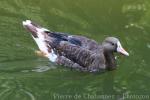 Greater white-fronted goose