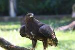 Tawny eagle