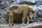 Golden takin