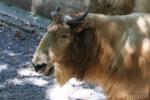 Golden takin