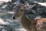 Dybowski's sika deer