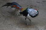 Lady Amherst's pheasant