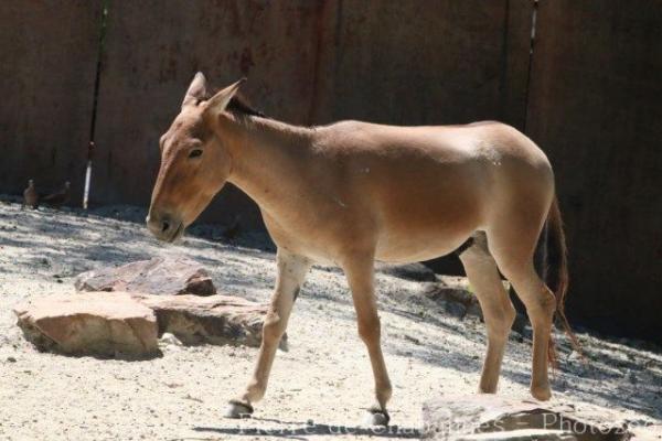 Mongolian kulan