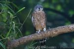 Common kestrel