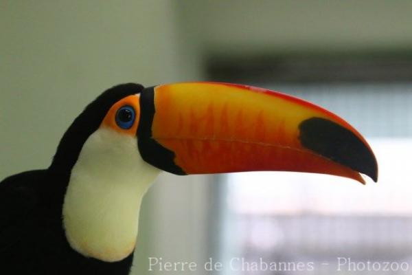 Toco toucan