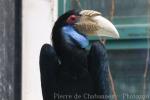 Wreathed hornbill