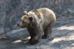 Tibetan blue bear