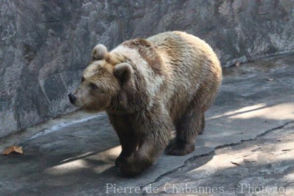 himalayan blue bear