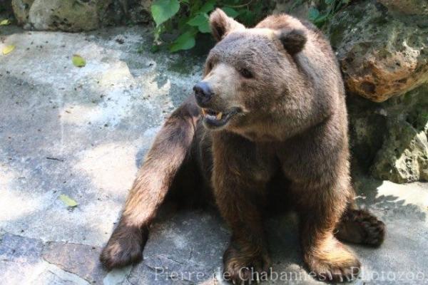 himalayan blue bear