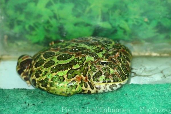 Argentine horned frog