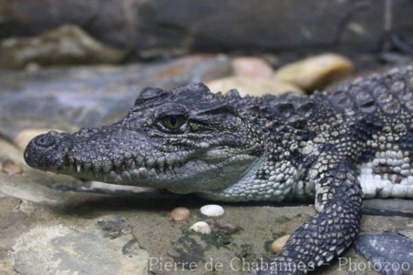 Siamese crocodile