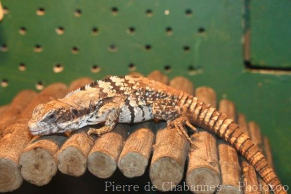 Balsas spiny-tailed iguana