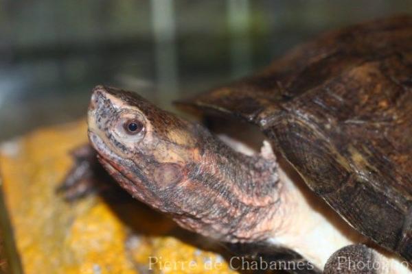 Stripeneck leaf turtle