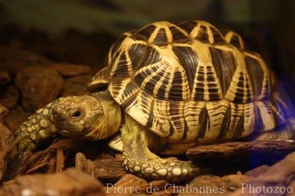 Indian star tortoise