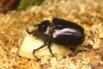 Actaeon elephant beetle