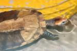 Twist-necked turtle