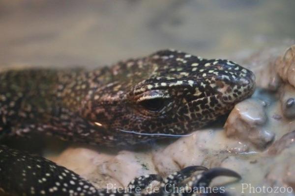 Bluetail monitor