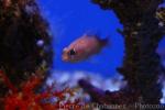 Transparent cardinalfish