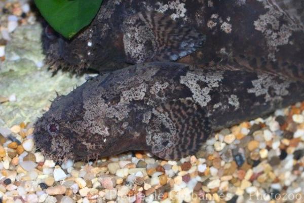 Three-spined frogfish