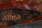 Blotchy swellshark