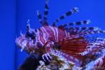 Zebra lionfish