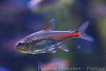 Glowlight tetra