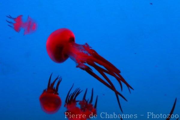 Flame jellyfish