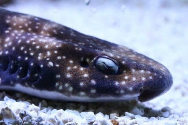 Izu catshark