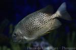 Yellowspotted spinefoot