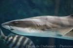 Banded houndshark