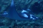 Reef manta ray