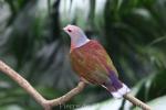 Purple-tailed imperial-pigeon