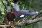 Southern crowned-pigeon