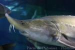 Amur sturgeon