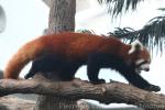 Red panda