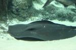 Giant freshwater whipray