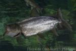 Giant tigerfish