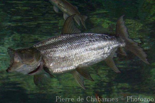 Giant Tigerfish - Encyclopedia of Life